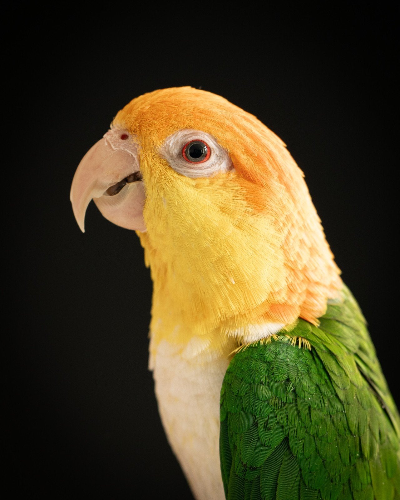 Tamme witbuik (roestkop) caique te koop., Dieren en Toebehoren, Geslacht onbekend, Dwergpapegaai of Agapornis, Geringd