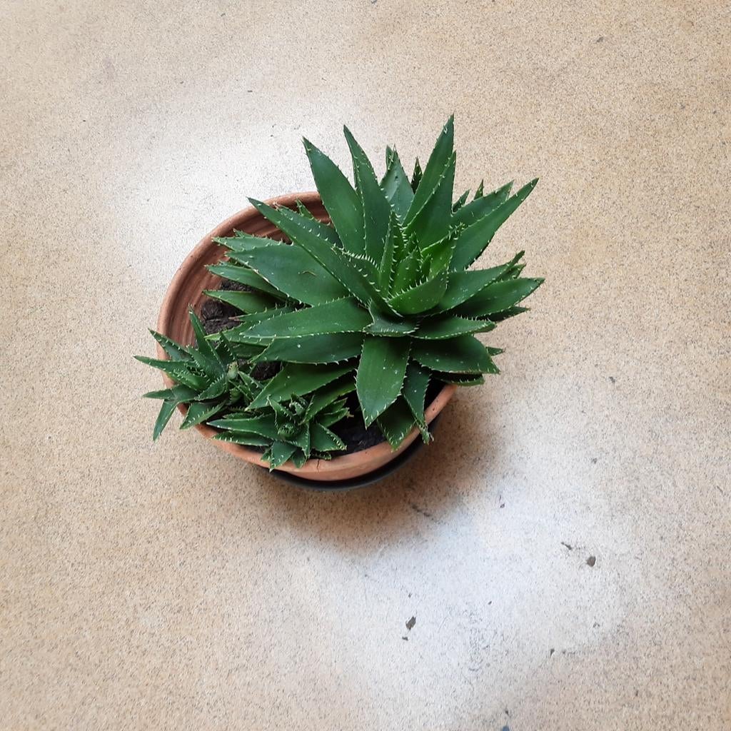 Mooie grote gezonde plant (aloë)- 40 cm hoog  40 cm breed., Ophalen, Minder dan 100 cm, In pot, Cactus