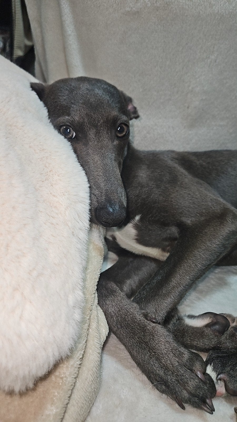 Whippet pup, Reu, 8 tot 15 weken, Eén hond, Nederland