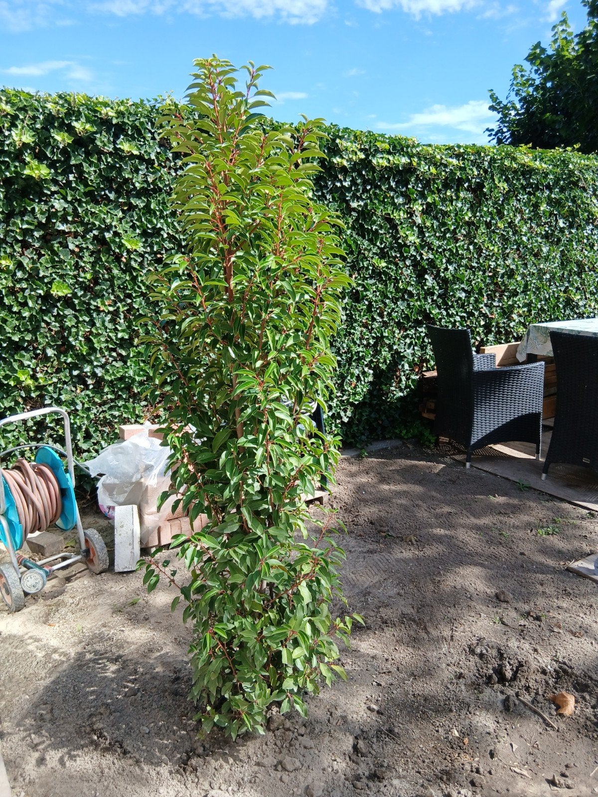 prunus lusitanica, Tuin en Terras, Ophalen, Laurier, 100 tot 250 cm