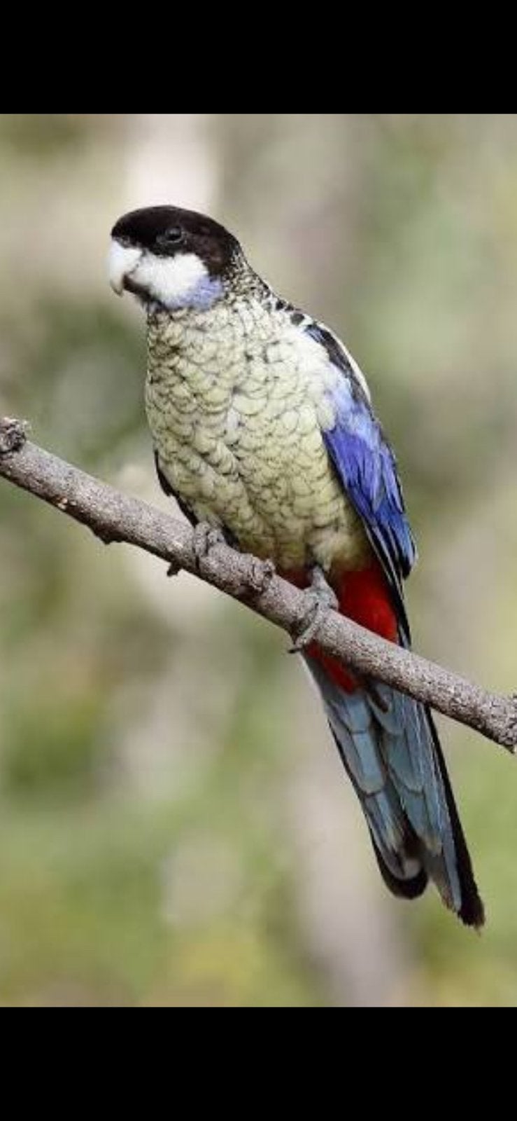 Gevraagd 1-0 brown rosella, Dieren en Toebehoren, Mannelijk, Geringd