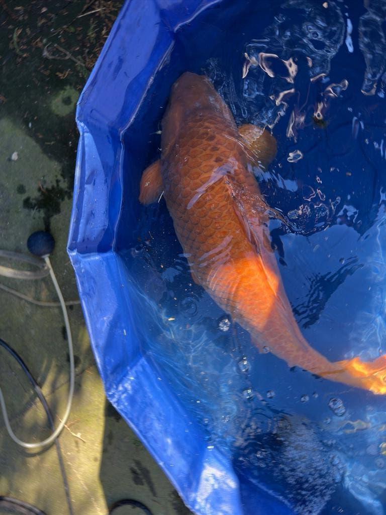 Chagoi Japanse Jumbo Koi, Karper of Koi