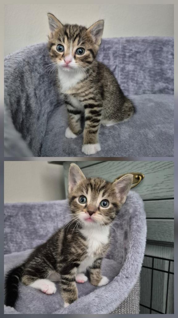 Twee kittens, Kater
