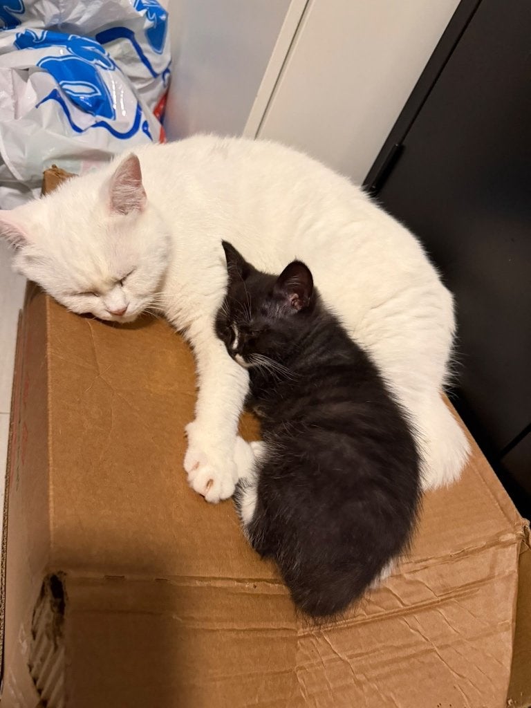 Kruising britse korthaar x europese korthaar kittens, Kater