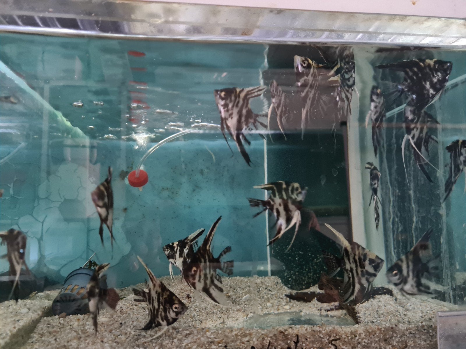 Dalmatier maanvissen, Pterophyllum Scalare Dalmatin, Vis, Zoetwatervis