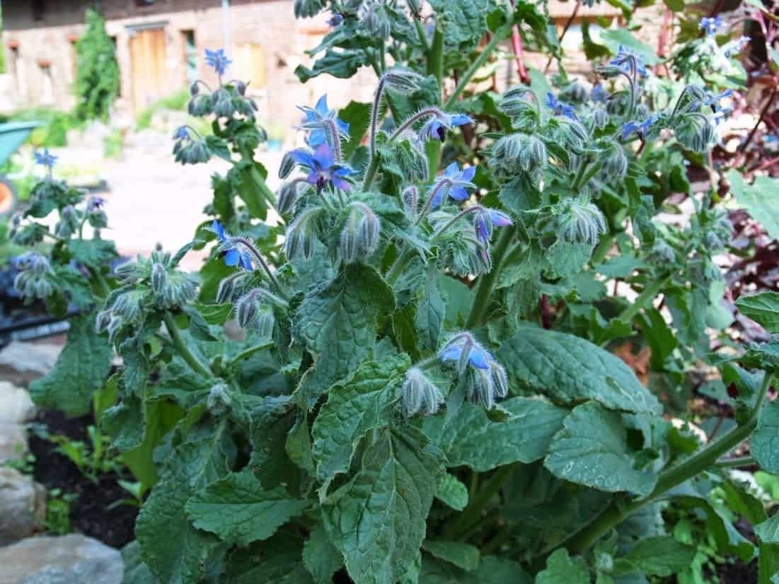 tuinplant bernagie komkommerkruid, Ophalen, Overige soorten, Volle zon