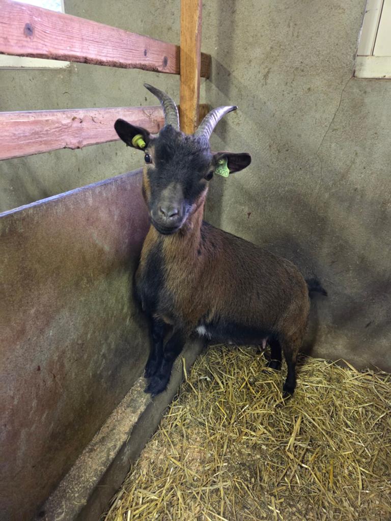 2 dwerggeitjes te koop!, Dieren en Toebehoren, Schapen, Geiten en Varkens