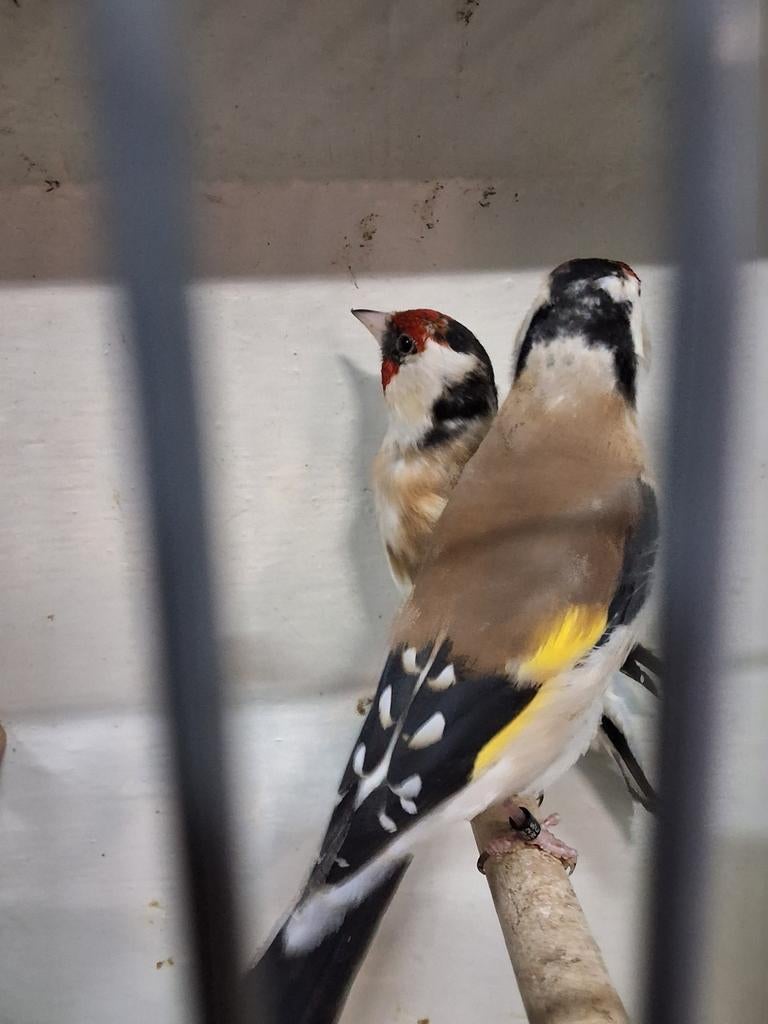 Foto 4 van Prachtige major putter geringd mannen en poppen koppels