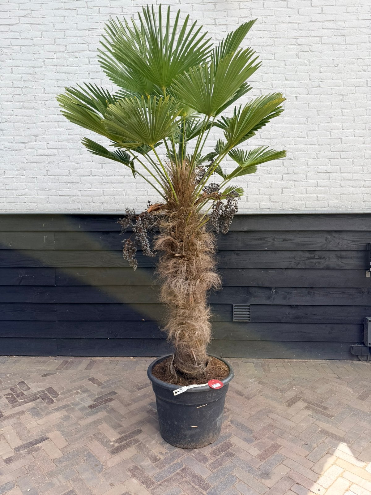 Trachycarpus wagnerianus palmboom stamhoogte 100/120, Volle zon, Ophalen of Verzenden, 100 tot 250 cm, Zomer