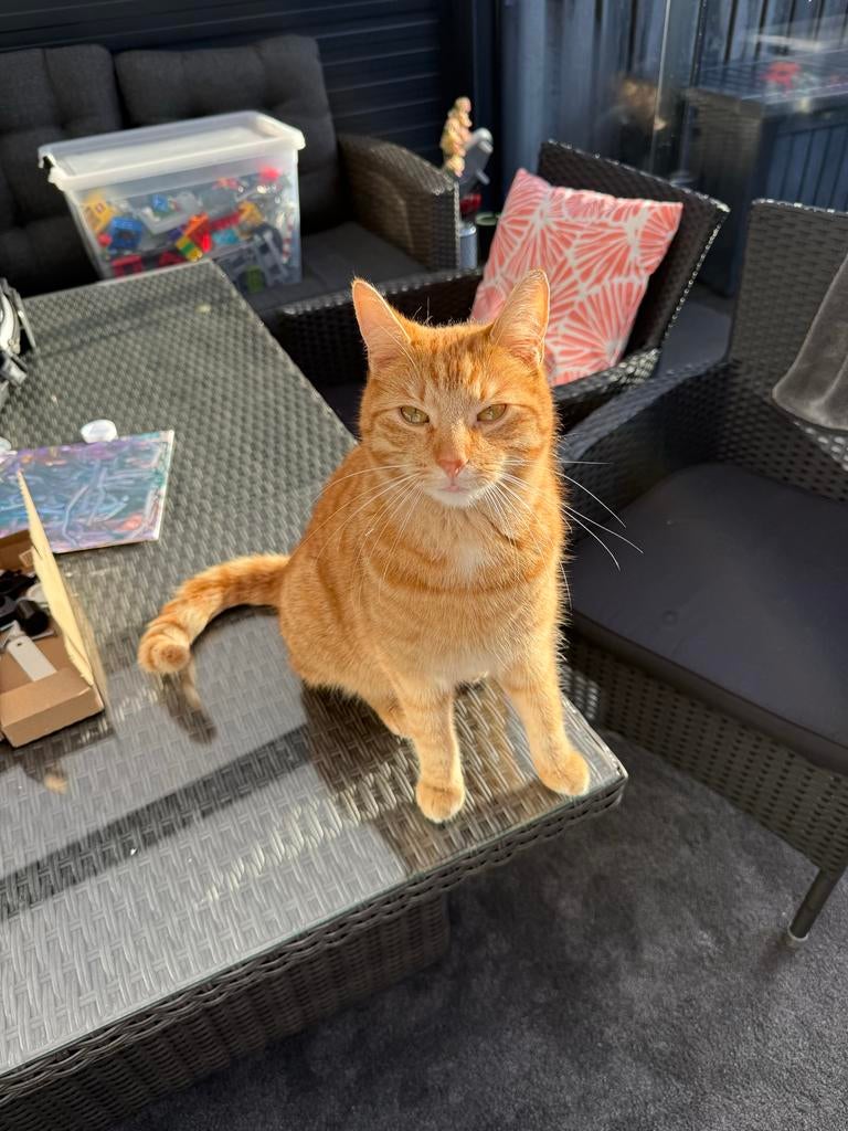 Oranje kater, Kater, Kortharig, 0 tot 2 jaar