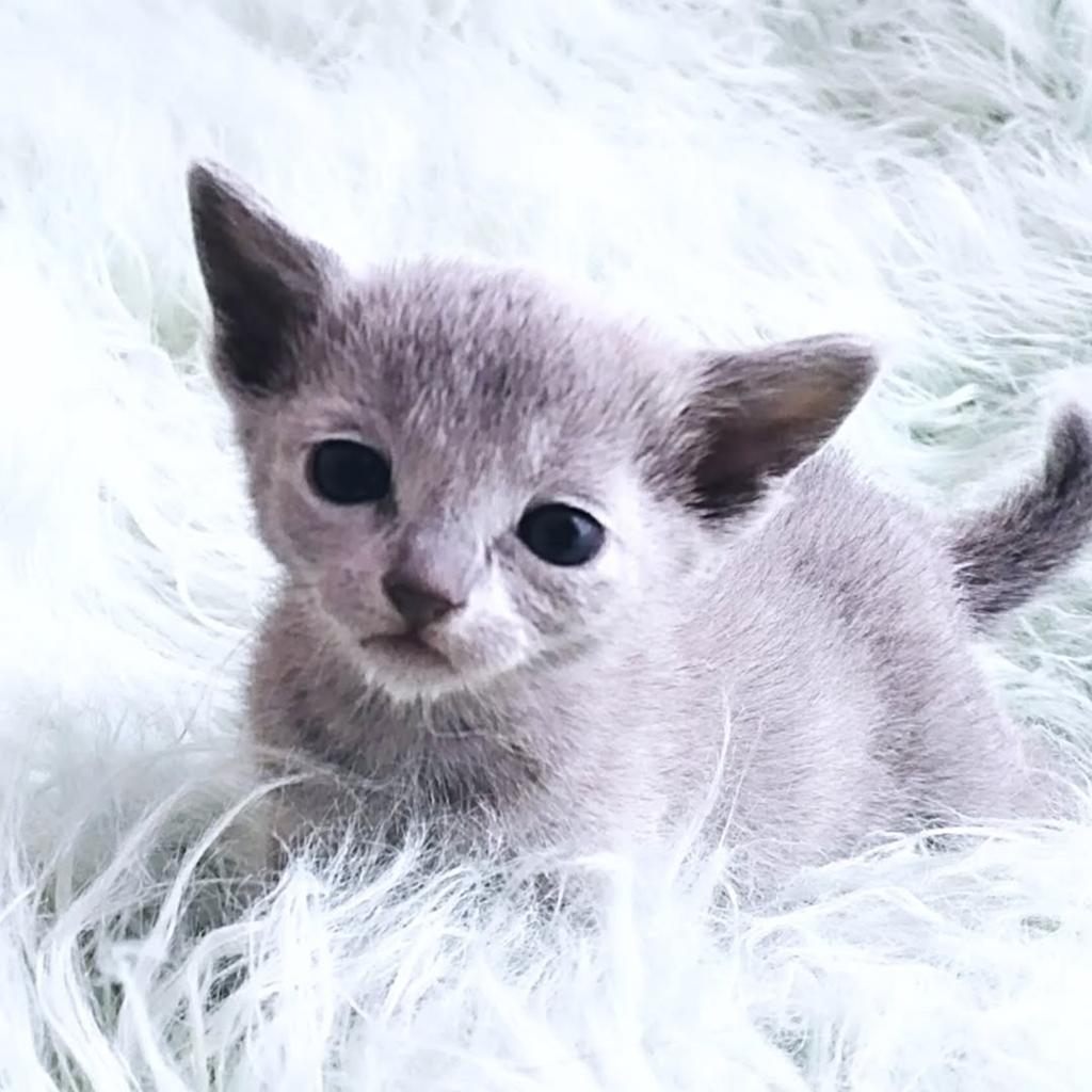 Schitterende Russische Blauwe kittens, Dieren en Toebehoren, Katten en Kittens | Raskatten | Korthaar, Meerdere dieren, Met stamboom