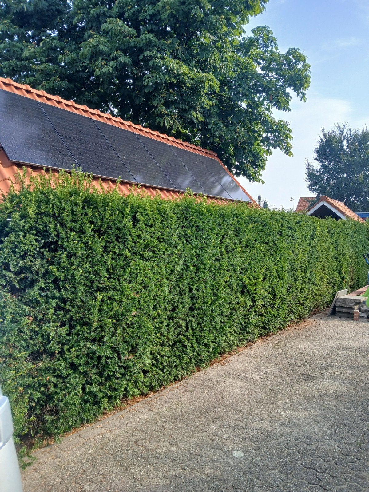 10 meter grote Taxushaag gratis af te halen!, Tuin en Terras, Ophalen, Taxus, Haag, 100 tot 250 cm