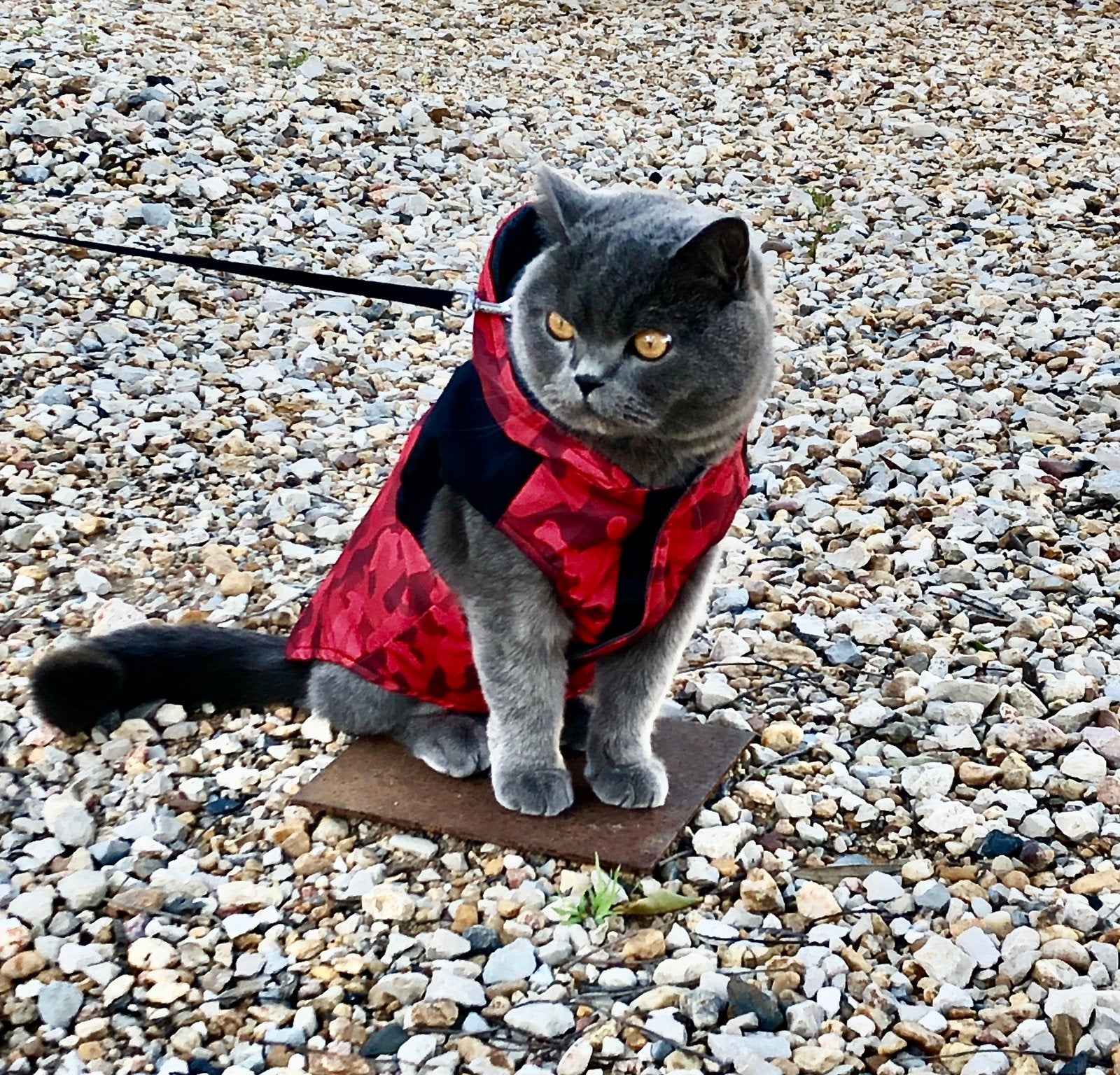 Regenjas voor hond of kat, Ophalen of Verzenden, Zo goed als nieuw