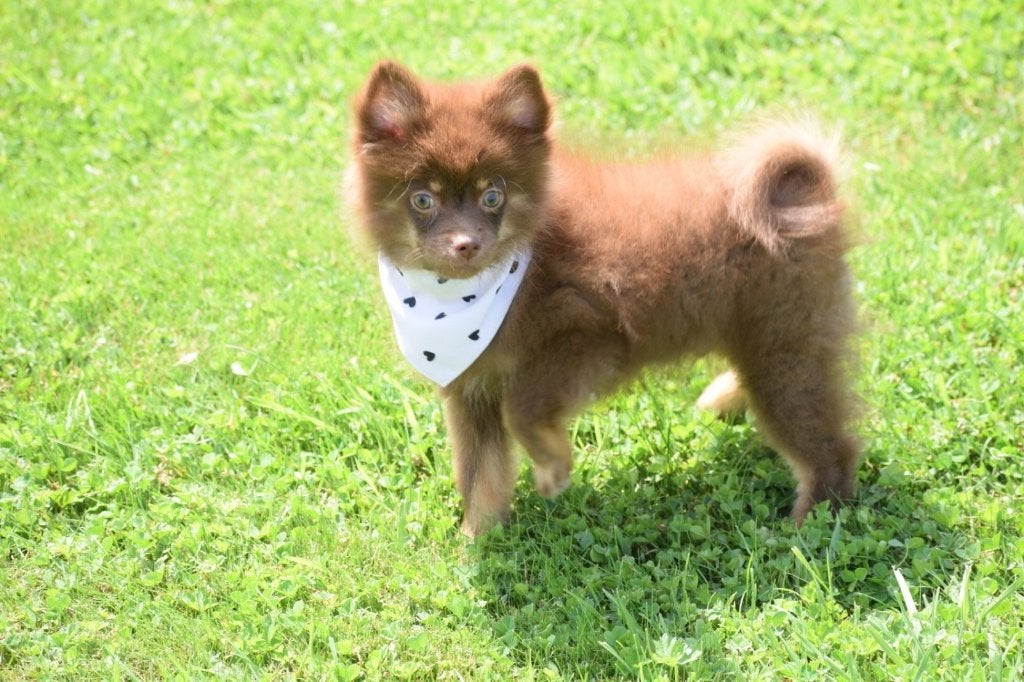Dwergkees,keeshond,Spitz,pomeriaan pup, Dieren en Toebehoren, België, Overige rassen, 8 tot 15 weken, Meerdere