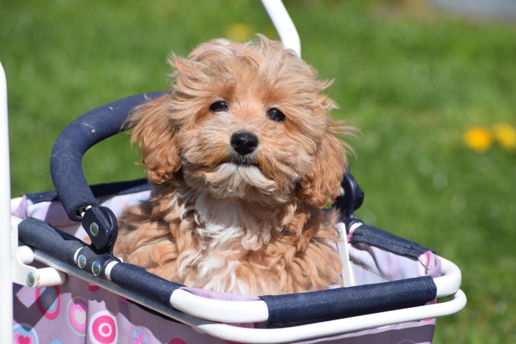 Maltipoo pups verschillende kleuren, Dieren en Toebehoren, Honden | Niet-rashonden, 8 tot 15 weken, Buitenland, Meerdere, Meerdere dieren