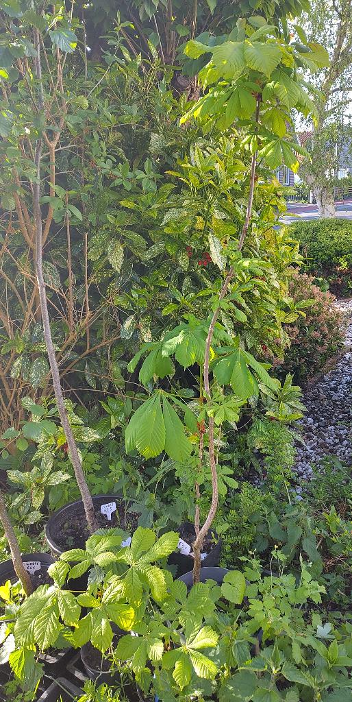 Tuin = Boom = Paardenkastanje - Aesculus hippocastanum, Tuin en Terras, Planten | Bomen, Overige soorten, Volle zon, In pot, Ophalen