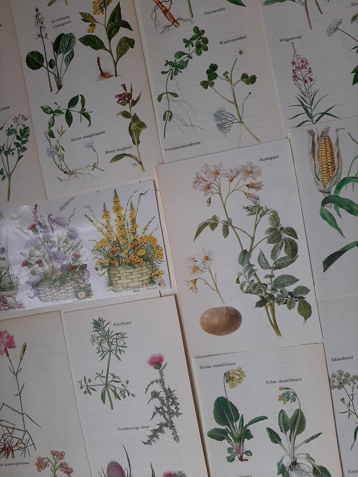 Vintage Botanisch paperpakket- Diverse Planten en Bloemen, Hobby en Vrije tijd, Ophalen of Verzenden, Nieuw, Papier of Karton