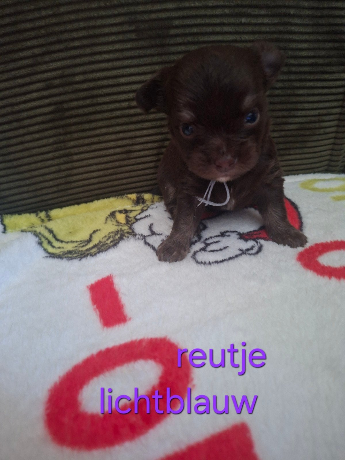 Te koop lieve Chihuahua puppys langhaar, Parvo, 8 tot 15 weken, Meerdere, Meerdere dieren