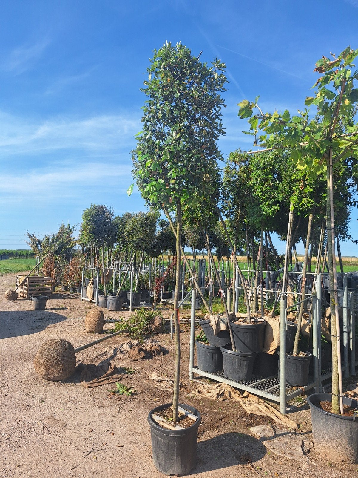 Steeneik in cilindervorm 🌳, Ophalen, Overige soorten