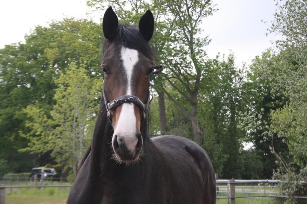 Mooi tuigmenpaard te koop, Dieren en Toebehoren, Paarden, Merrie, Met stamboom, Niet van toepassing, 3 tot 6 jaar