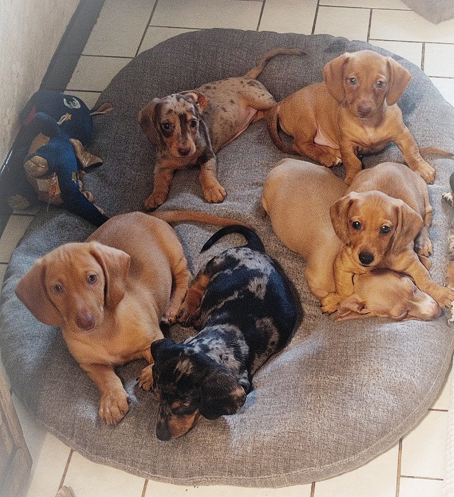Knappe dwergteckel pups mogen verhuizen, Dieren en Toebehoren, Honden | Teckels en Dashonden, Parvo, België, Particulier, 8 tot 15 weken