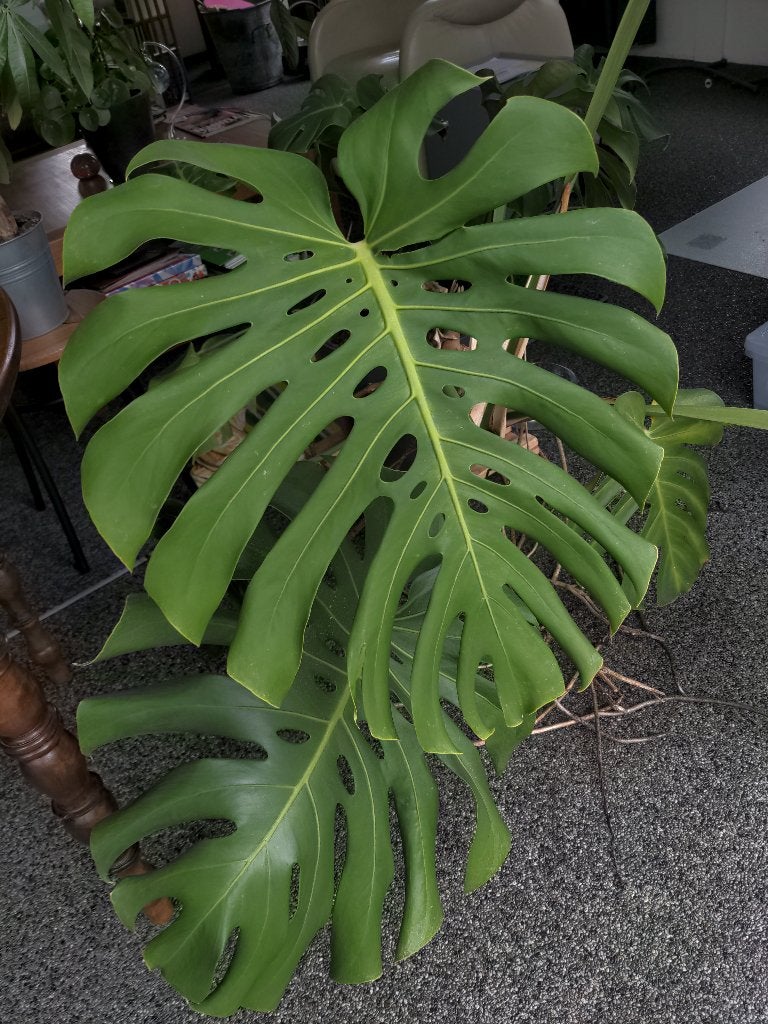 Gatenplant (Monstera) met bewateringssysteem, Ophalen, 100 tot 150 cm, Overige soorten, Halfschaduw