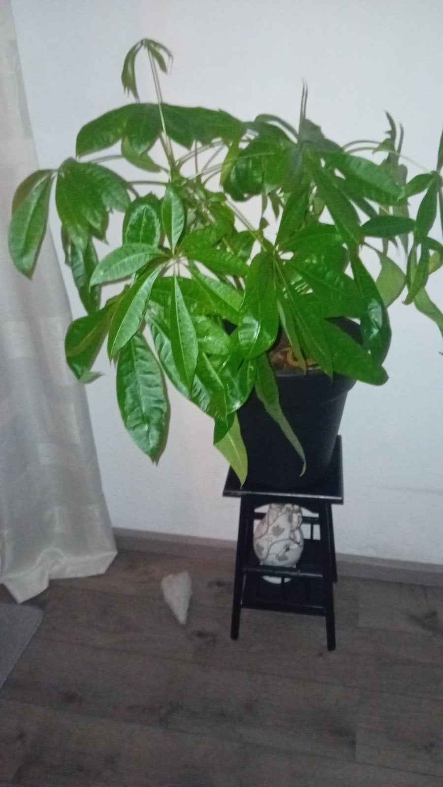 Pachira Aquatica Geldboom, Ophalen, Halfschaduw, Minder dan 100 cm