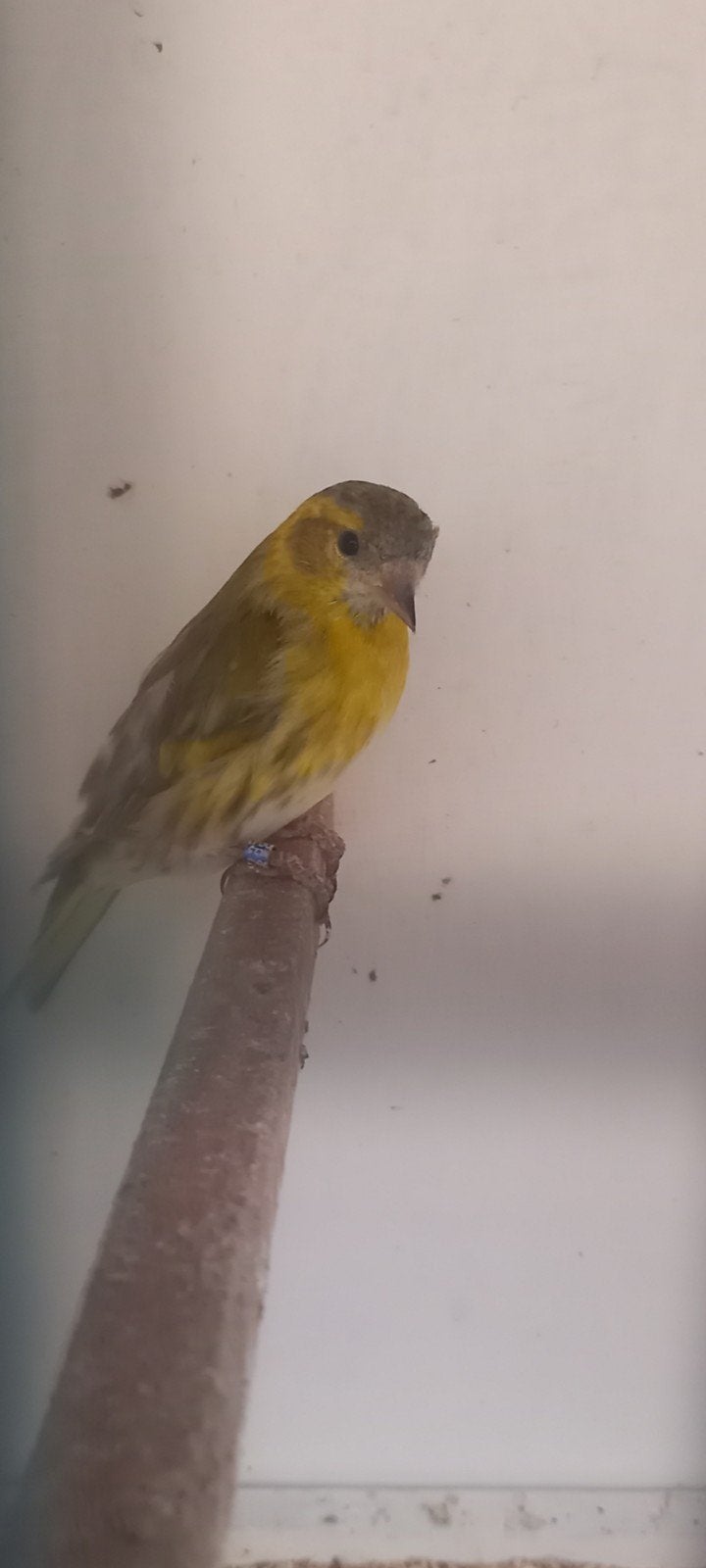Man elzensijs, Dieren en Toebehoren, Meerdere dieren, Wildzangvogel, Geringd