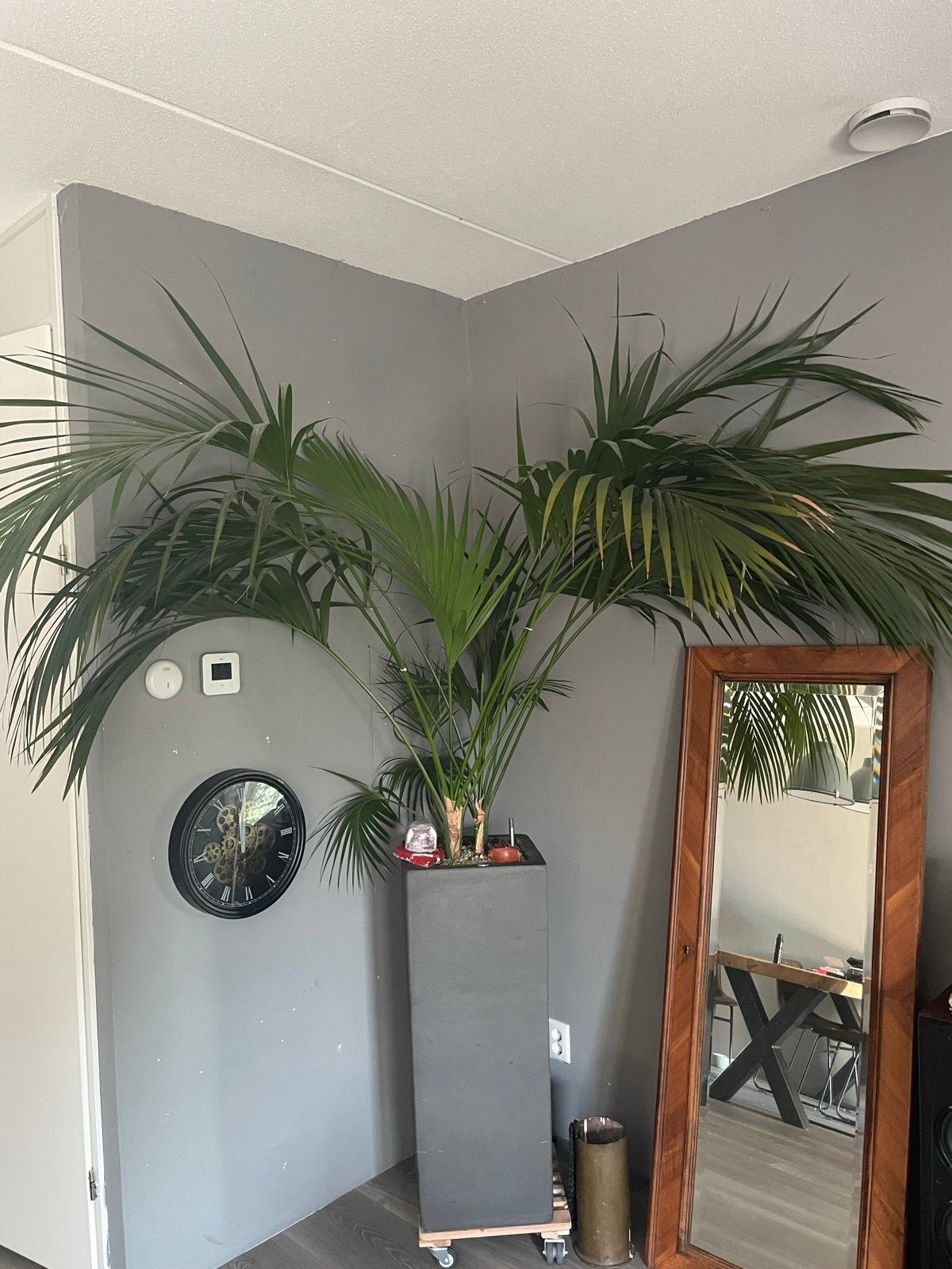 Grote palmboom in pot, Huis en Inrichting, Kamerplanten, Palm, In pot, 150 tot 200 cm, Groene kamerplant