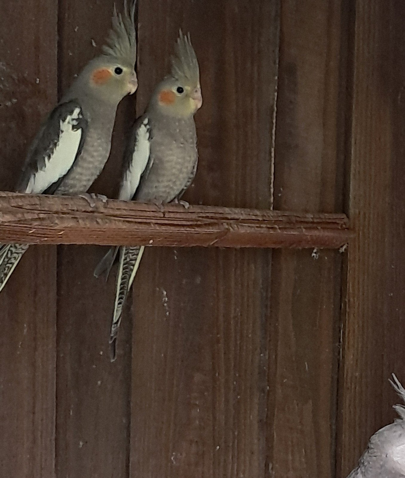 Jonge valkparkieten wildkleur., Dieren en Toebehoren, Vogels | Parkieten en Papegaaien, Mannelijk, Parkiet, Geringd