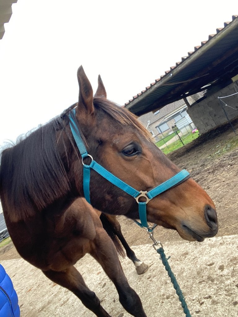 Lieve ruin 7 j, Ruin, 7 tot 10 jaar, Met stamboom, B