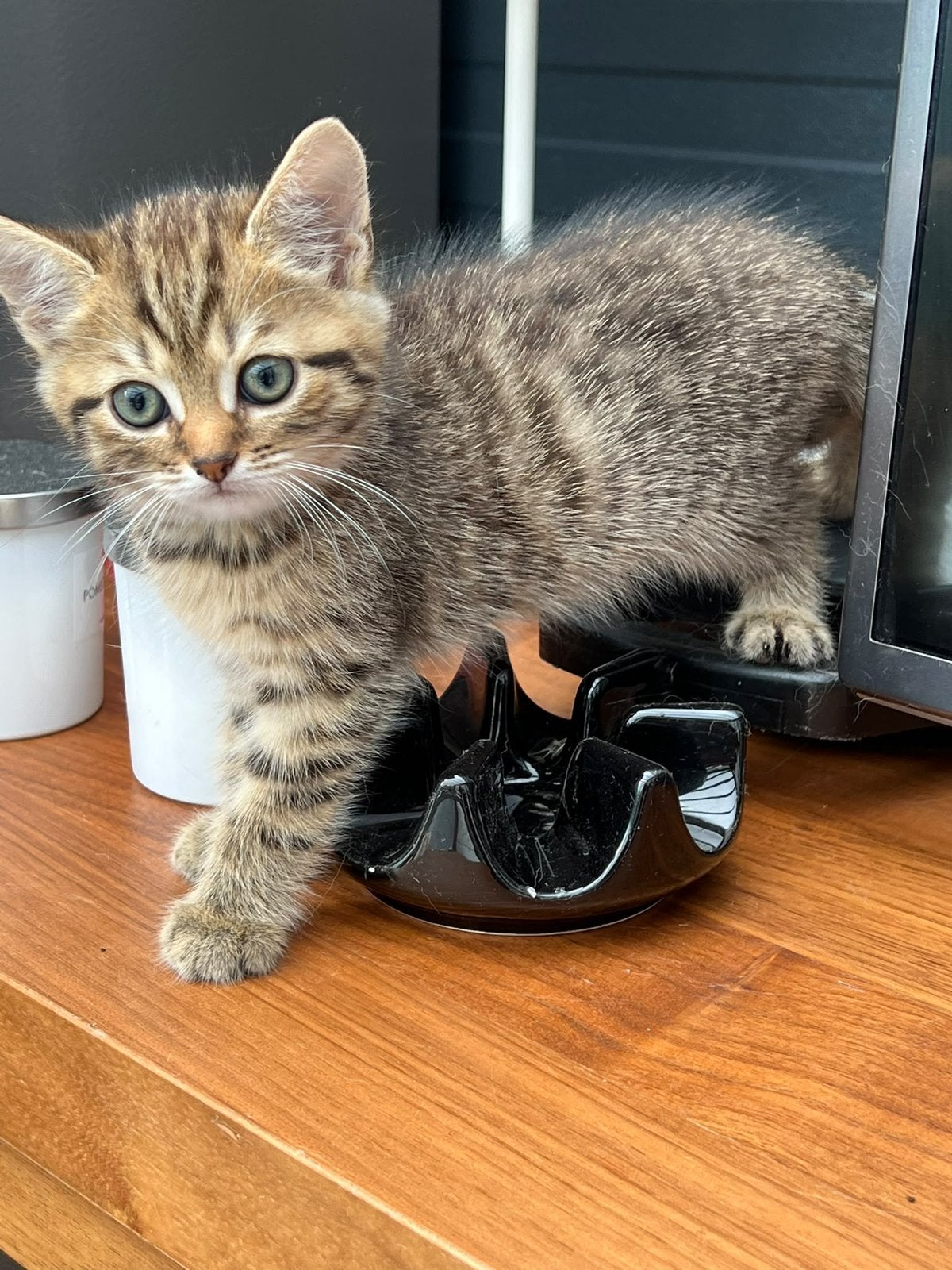 Katten, Dieren en Toebehoren, Meerdere dieren, 0 tot 2 jaar