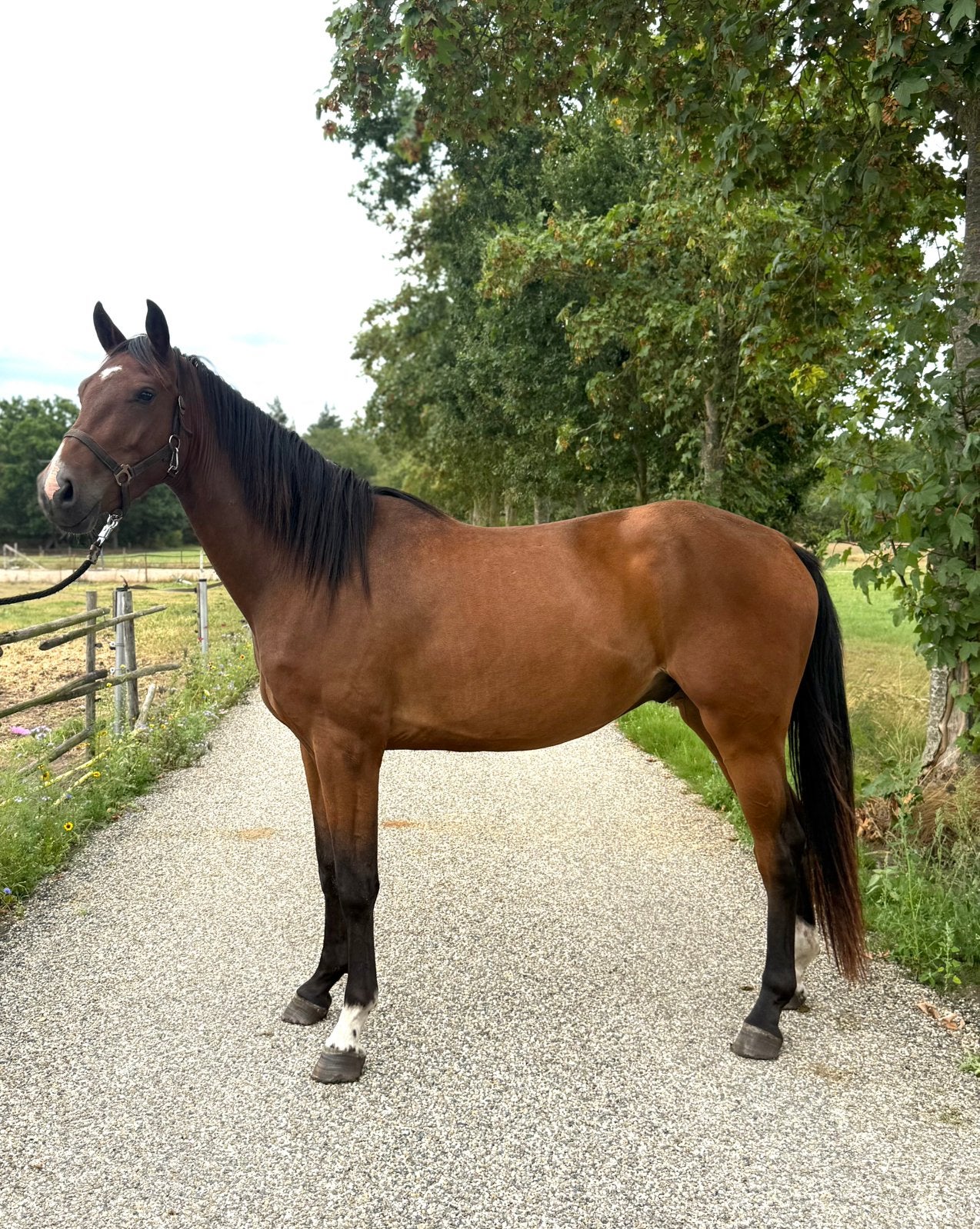 Twee talentvolle jonge springpaarden., Dieren en Toebehoren, Paarden, Springpaard, Met stamboom, 3 tot 6 jaar, Onbeleerd