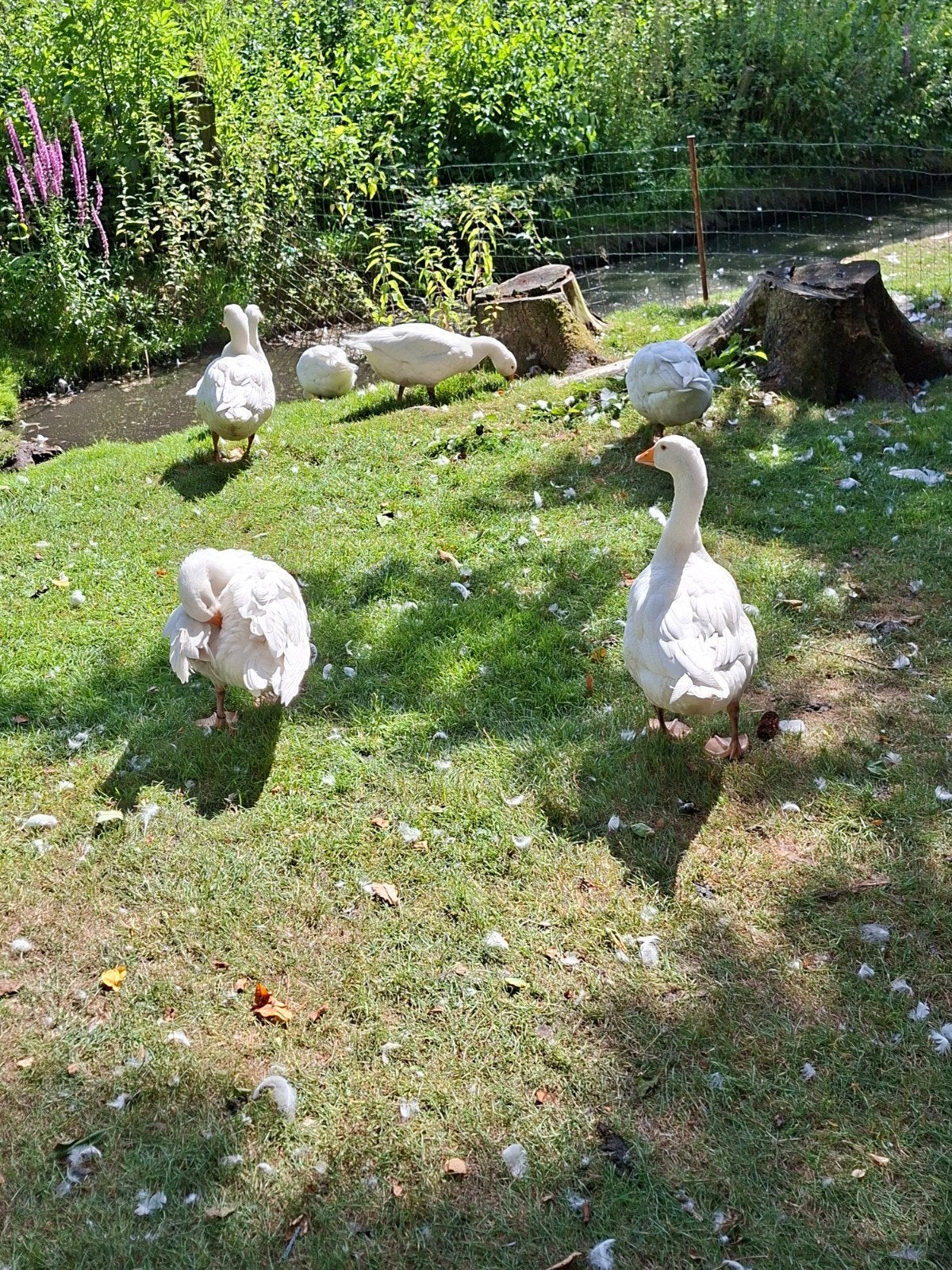 Boheemse ganzen, Meerdere dieren, Gans of Zwaan