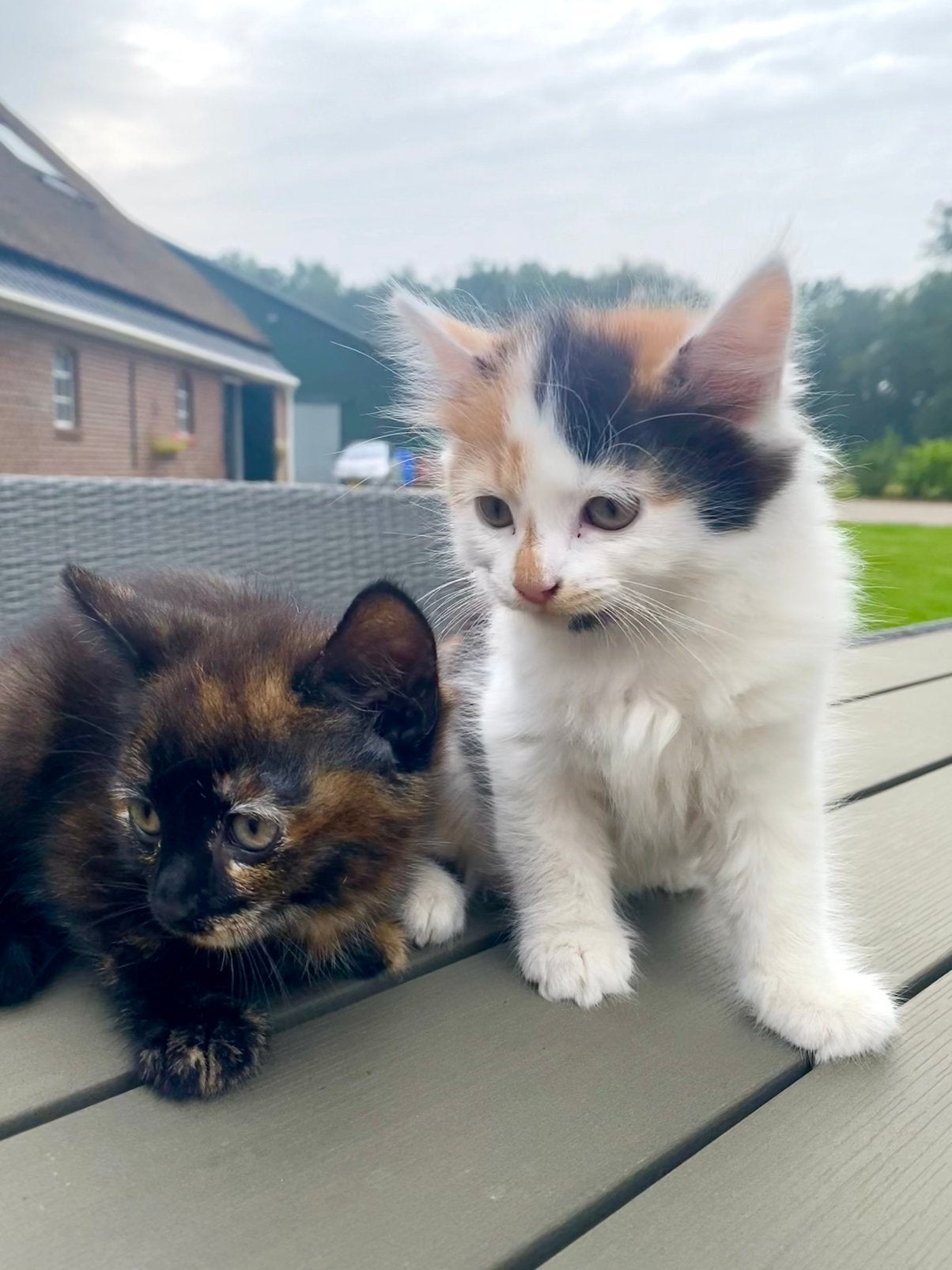2 lieve kittens, Meerdere dieren, Ontwormd, 0 tot 2 jaar