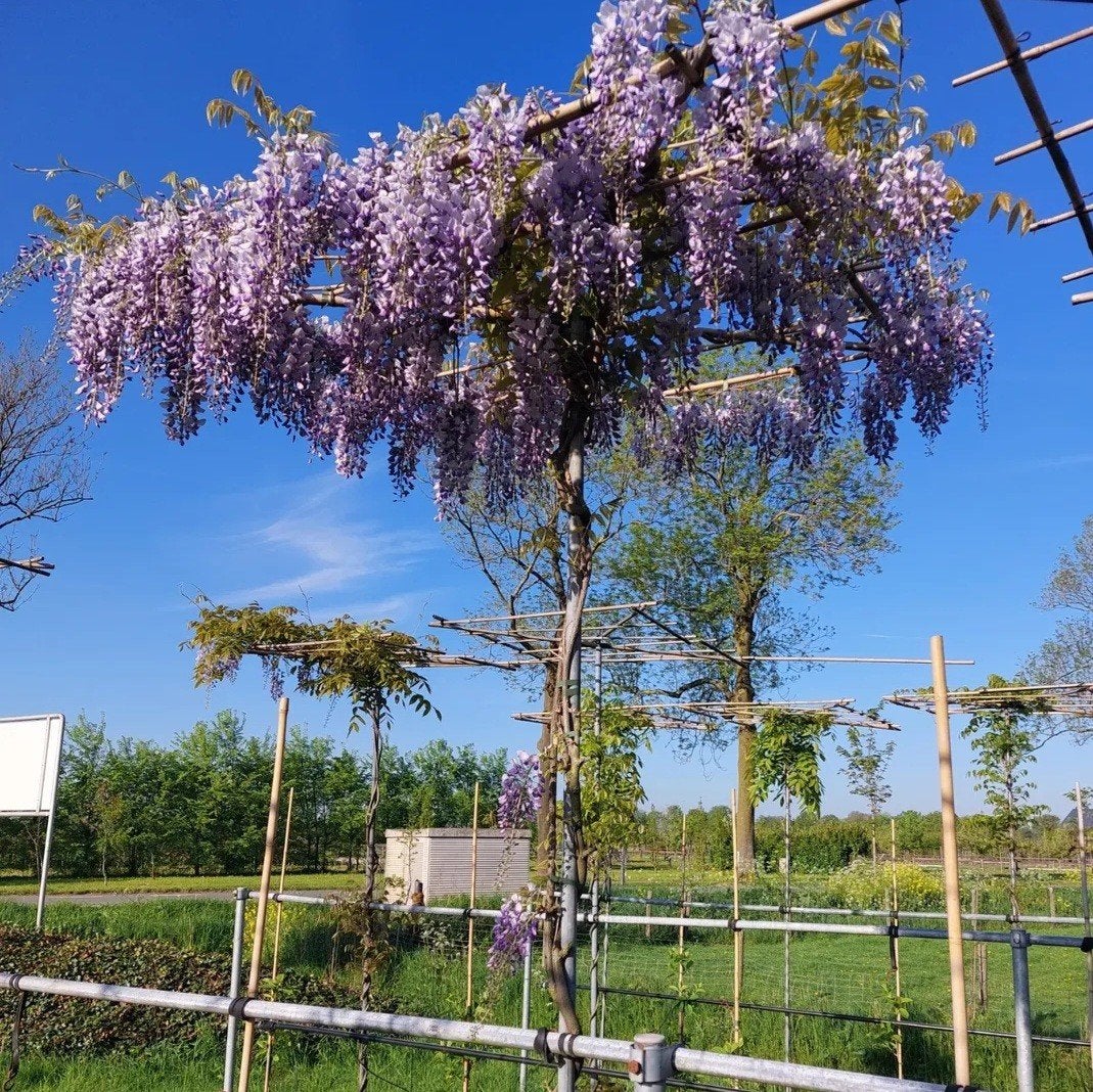 Blauwe regen Wisteria sinensis ‘Prolific🌿❗️dakboom❗️, Tuin en Terras, Ophalen
