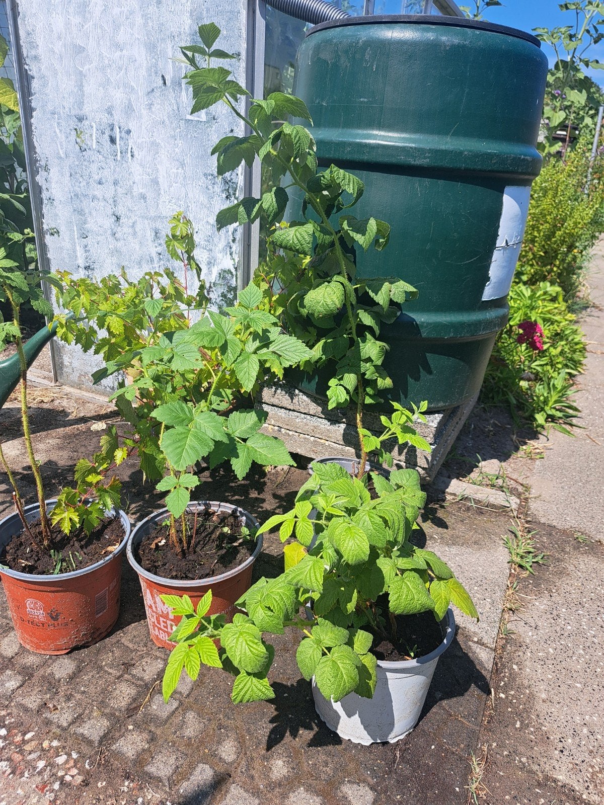 Gele frambozen planten, Volle zon, Vaste plant, Ophalen of Verzenden, Zomer