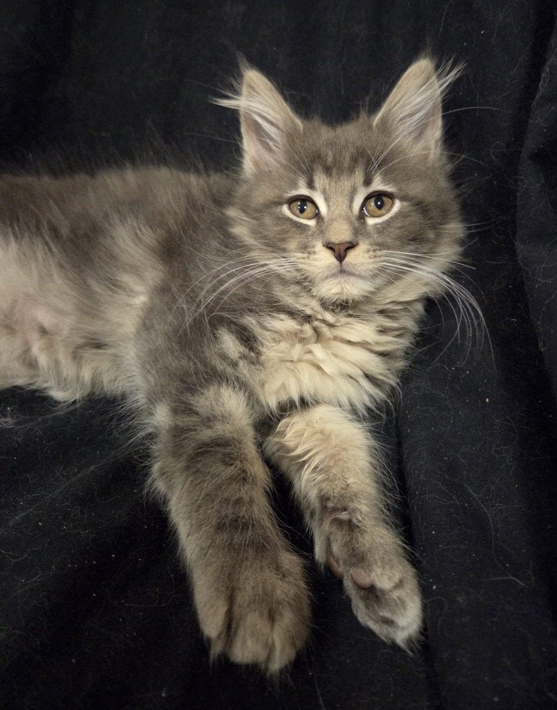 Prachtig Chique Maine Coon kitten - Mag nu verhuizen, Dieren en Toebehoren, Poes, Gechipt, 0 tot 2 jaar