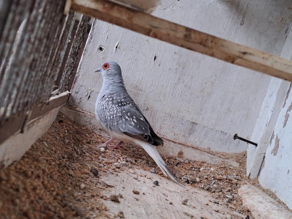 Diamant duifjes, Dieren en Toebehoren, Meerdere dieren