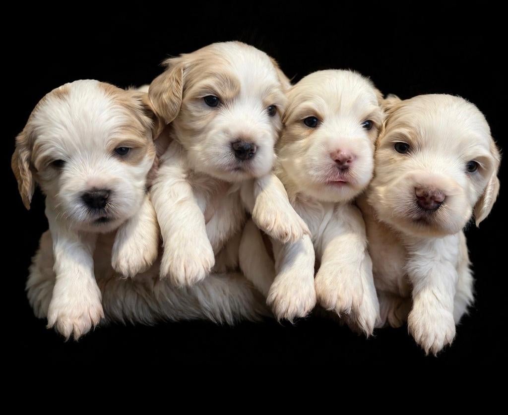 Cockapoo pups, Dieren en Toebehoren, Honden | Retrievers, Spaniëls en Waterhonden, Parvo, Overige rassen, 8 tot 15 weken, Meerdere