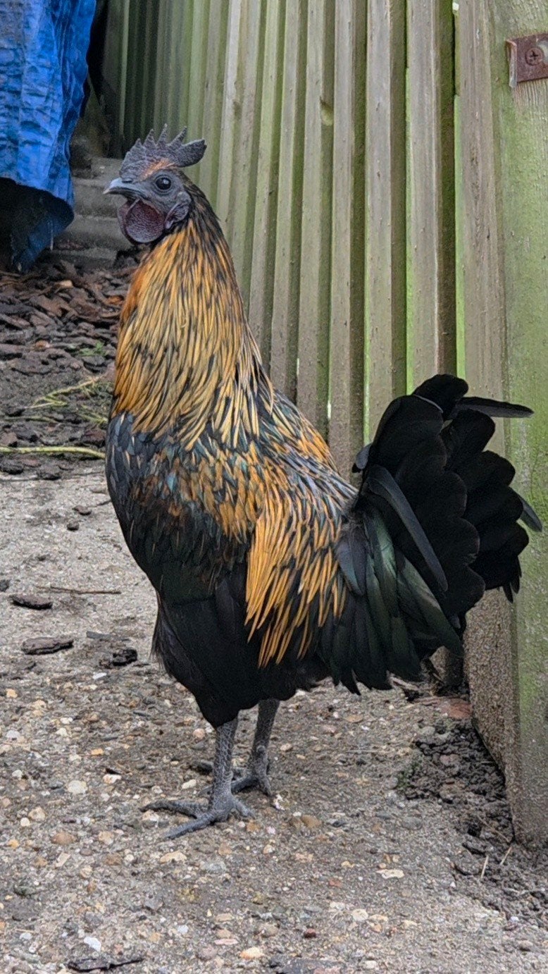 Ayam Cemani kruizing Kip, Mannelijk, Kip