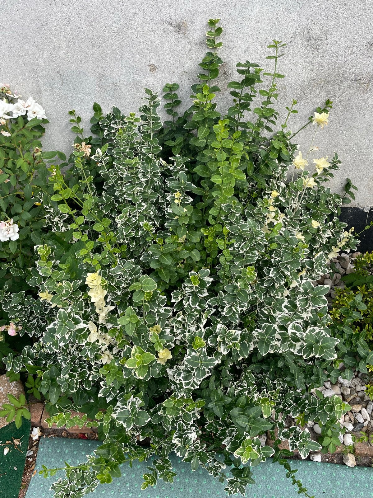 Diverse tuinplanten: Euonymus, roos en meer, Tuin en Terras, Vaste plant, Halfschaduw, Zomer, Ophalen