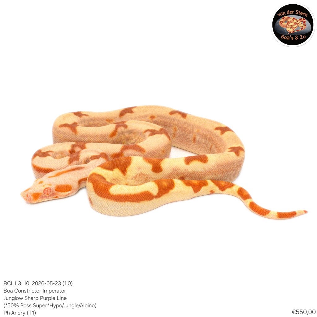 Boa Constrictor Imperator Litter 03 2026 Boa Constrictor photo 10