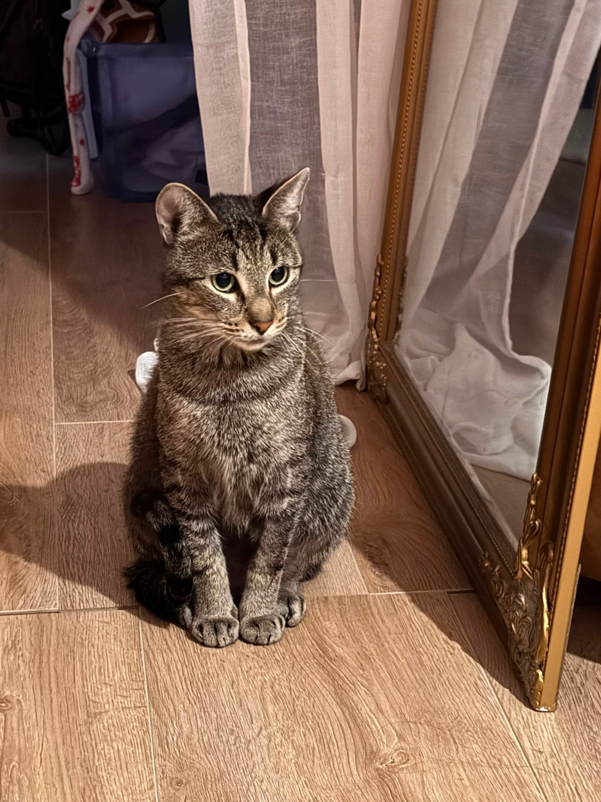 Dracarys lieve poes, Poes, Kortharig, 3 tot 5 jaar