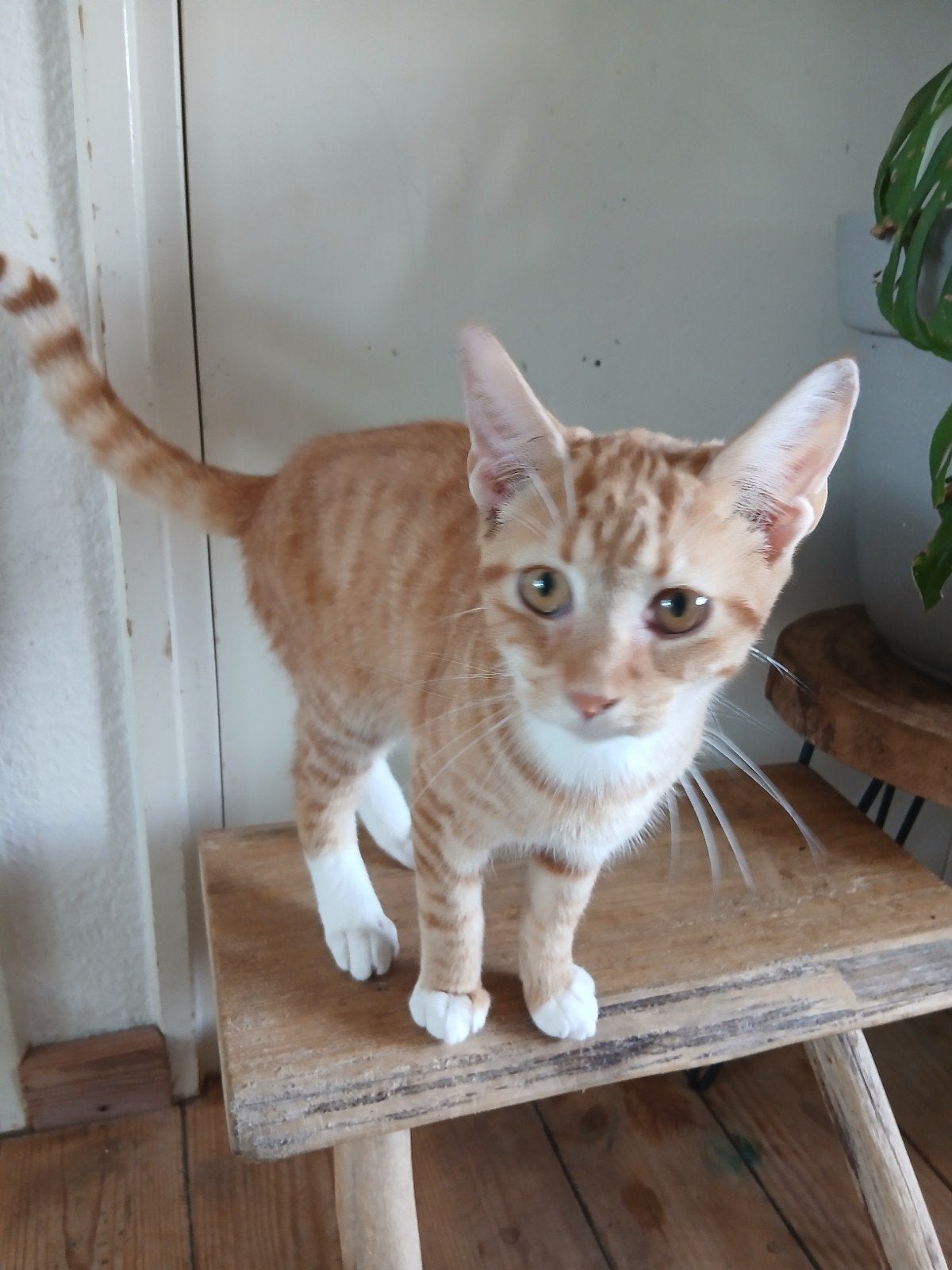 team rood zoekt nog steeds forever home, Kater, Kortharig, 0 tot 2 jaar