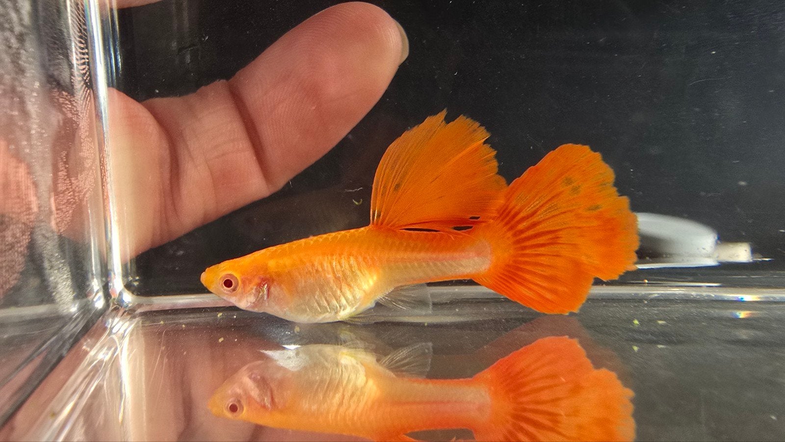 Dames albino full red guppy, Vis