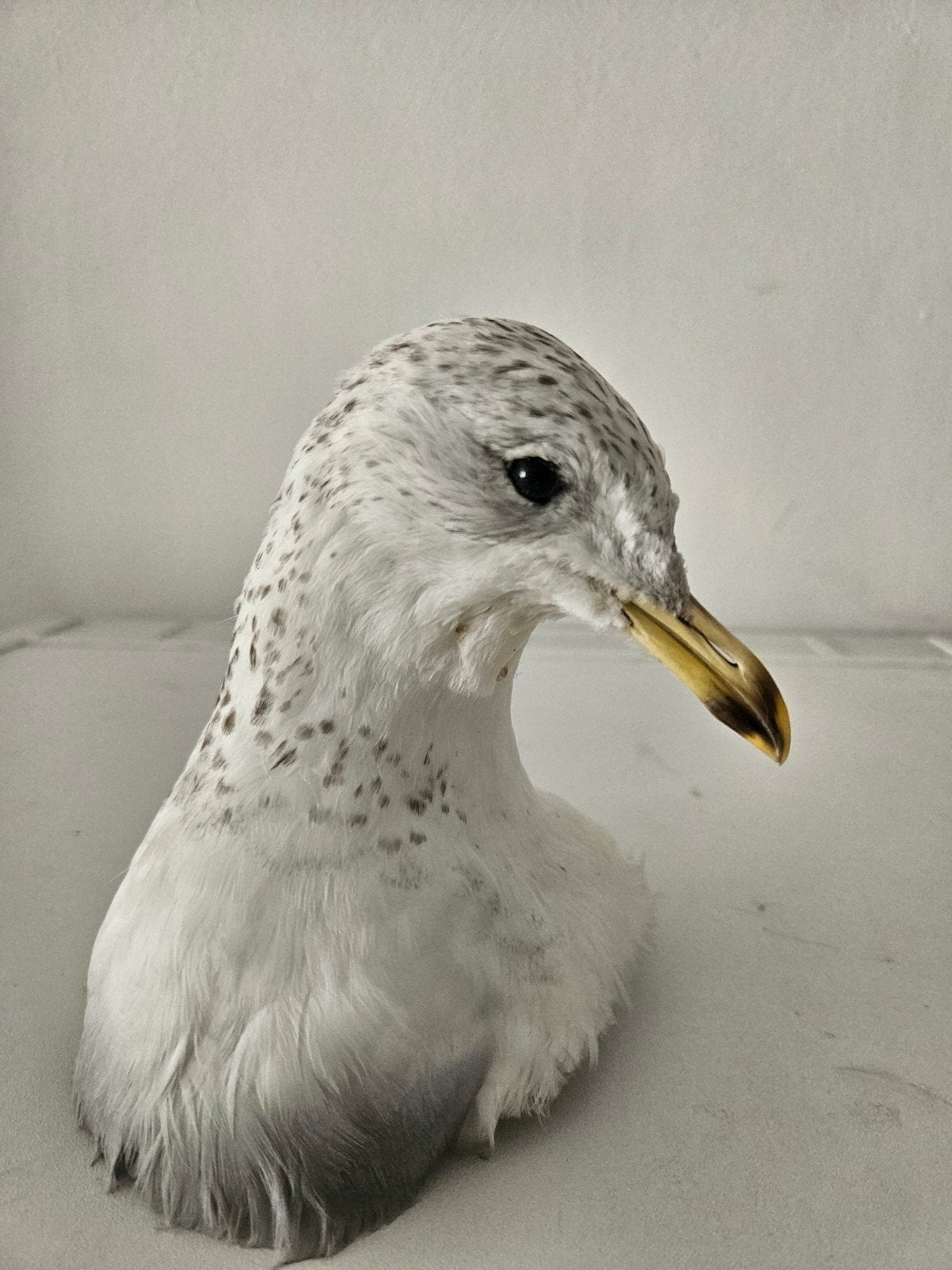 Taxidermie mooi opgezette vogel kop wunderkammer, Ophalen of Verzenden, Zo goed als nieuw, Vogel, Opgezet dier