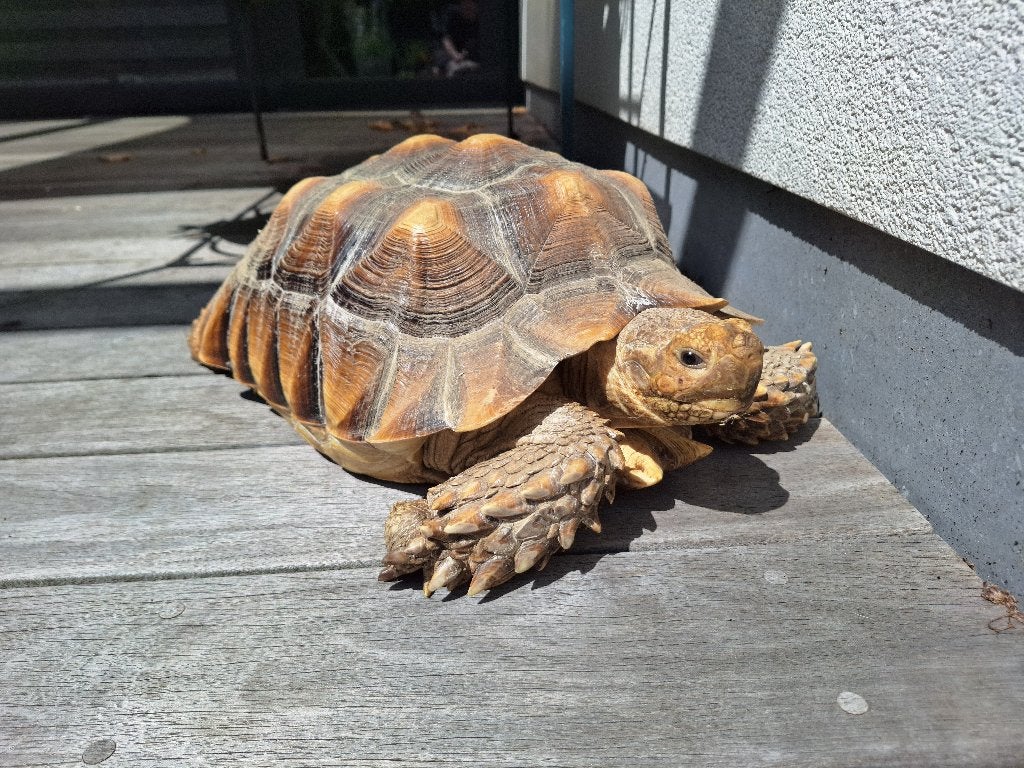 Sulcata sporenschildpad, Schildpad, Tam, 7 tot 10 jaar