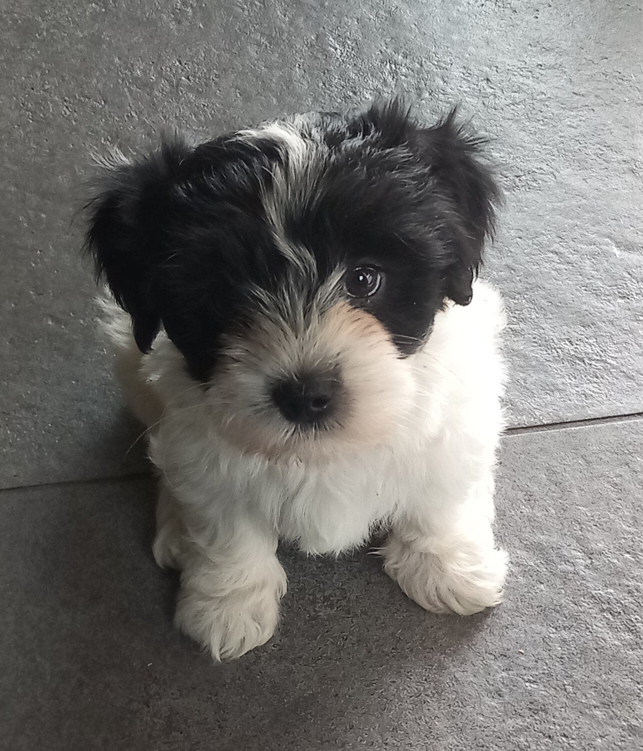 Lieve, speelse boomer pups, Parvo, Overige rassen, 8 tot 15 weken, Meerdere