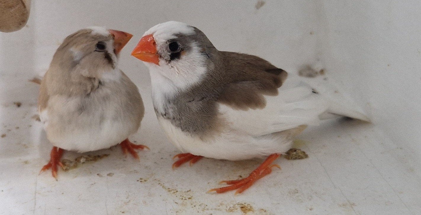 2 jonge bonte zebravinken, Dieren en Toebehoren, Vogels | Overige Vogels, Meerdere dieren